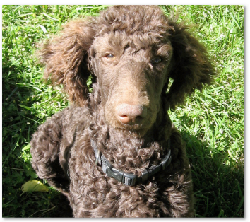 最后一个公式:余弦相似度 - 图20